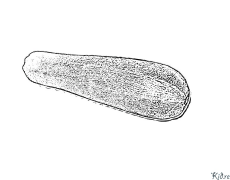 кадуи сабз Саҳифаҳои Рангкунии Чопшаванда